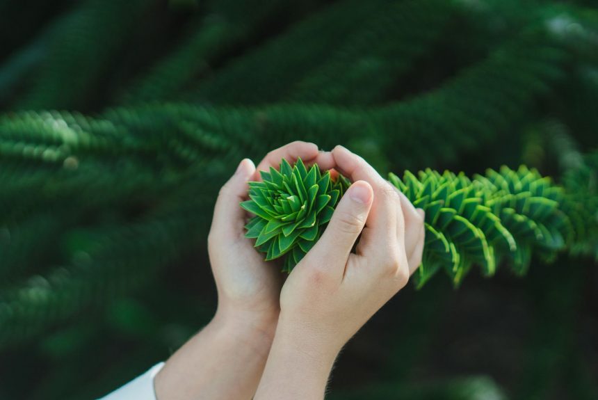 Hug a Tree, They Have Less Issues than People Hug a Tree, They Have Less Issues than People
