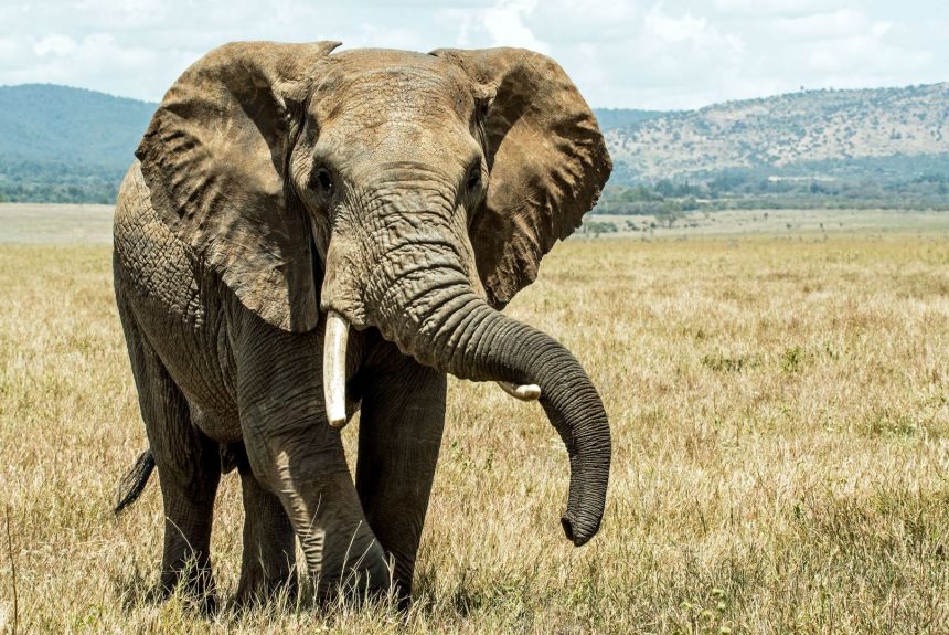 Podcast: Do Animals in the Wild Get Drunk? Podcast: Do Animals in the Wild Get Drunk?